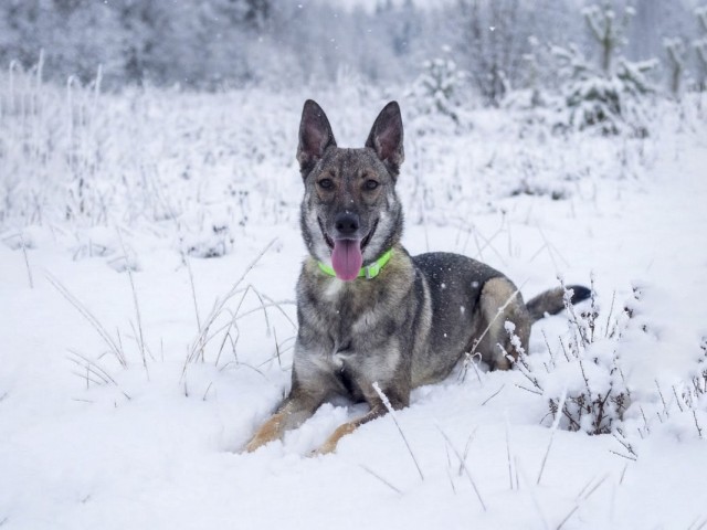 Подарите подарки 60 собакам, которые всё ещё ждут дом!