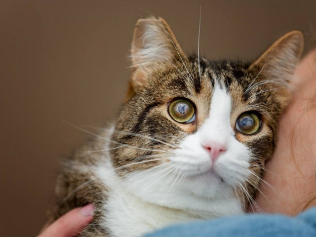 Сбор на оборудование ветеринарного блока кошачьего приюта