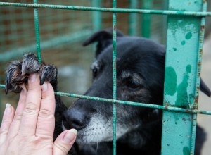 Помощь бездомным беспородным животным
