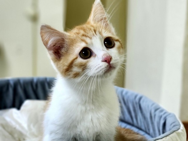 Планета кошек